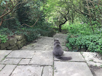 a photo of a gray cat taken from behind the cat who is sitting on a step in a park